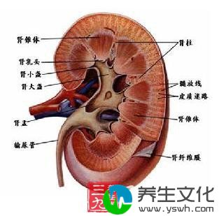 肾皮质脓肿