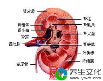 肾癌