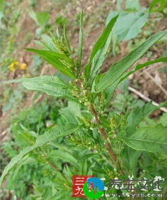 荆芥显微鉴别