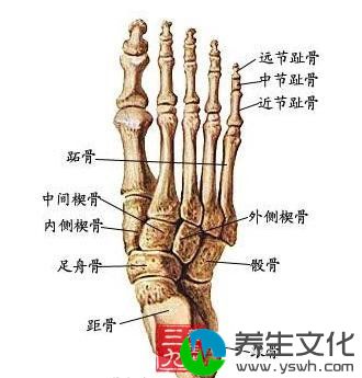 跖骨、趾骨骨折