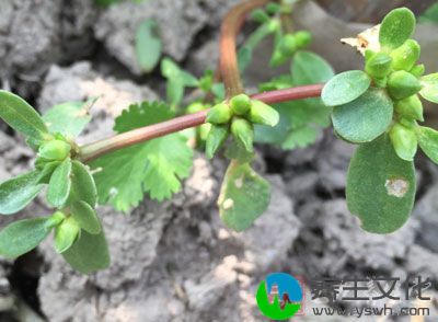 中医认为，在夏天食用马齿苋有清热解毒、治疗肠类和大便干结等症状