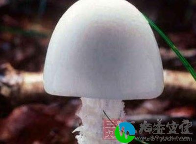 “毁灭天使”(Destroying- Angel)学名为Amanita virosa