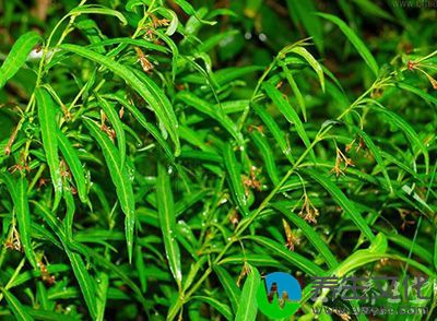 伞形聚伞花序腋内或腋间生，比叶为短，无毛或具微毛，着花10余朵