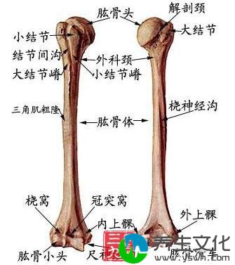 桡骨、尺骨茎突骨折