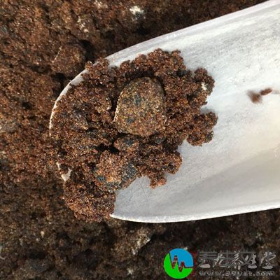 用沸水冲泡五分钟，加入适量的牛奶或者红糖