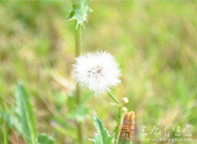 蒲公英泡水喝的功效及其食用注意事项 食用禁忌