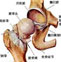 股骨头骨骺骨软骨病