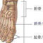 跖骨、趾骨骨折