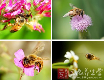 NatureBee蜂花粉 为你更好的明天