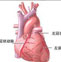 冠状动脉终止异常