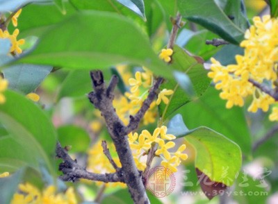 桂花的功效与作用 桂花竟有这些功效