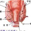 甲状腺舌管囊肿与瘘