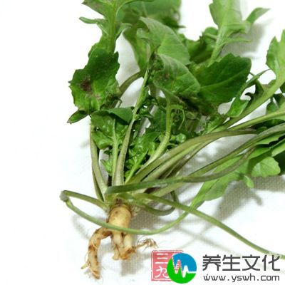 主要食疗作用是凉血止血、补虚健脾、清热利水