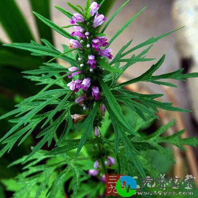 夏枯草果穗呈圆棒状而略压扁，长1.5至8厘米，直径0.8至1.4厘米