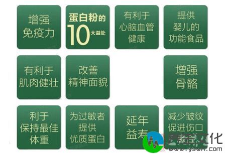 蛋白粉的10大益处