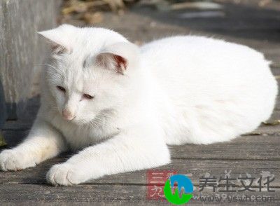 有民间神话传说用"鼠骗猫"的说法来解释这个问题