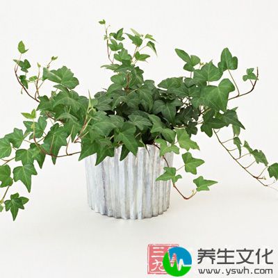 摆株绿色植物