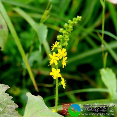 仙鹤草又叫脱力草、瓜香草、老牛筋和狼芽草