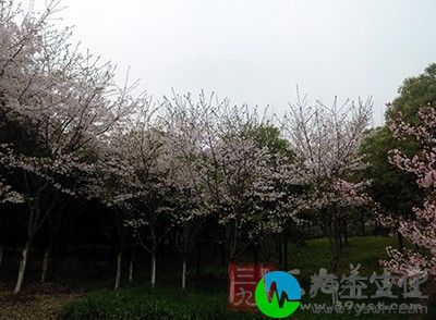 在主院内种植大树，“大树通轩，疾病连绵”