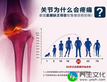 30岁以后氨糖开始流失