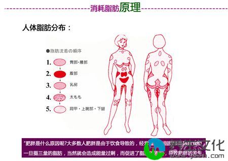 肥胖是什么原因呢?大多数人肥胖是由于饮食导致的