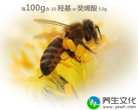 每100g含：10-轻基·Q一癸烯酸5.09