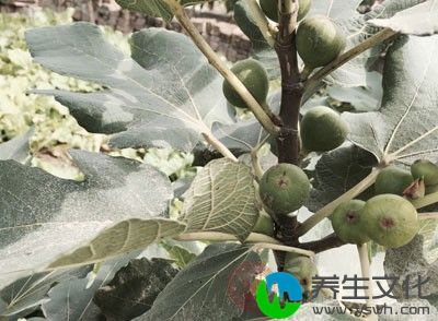 无花果含有大量的糖类、脂类、蛋白质、纤维素、维生素、无机盐及人体必需的氨基酸等，可有效补充人体的营养成分，增强机体抗病能力