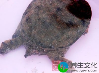 腹满厌食、大便溏泻、脾胃虚寒者不宜吃甲鱼