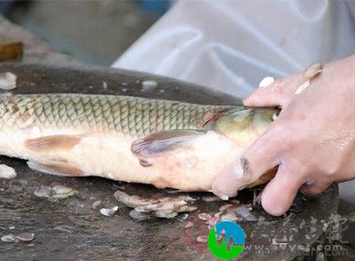 鱼鳞中的鱼鳞胶原蛋白和其他胶原蛋白相比，更易消化和吸收