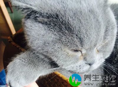 庄夫人的猫趴在怀里喵呜一声