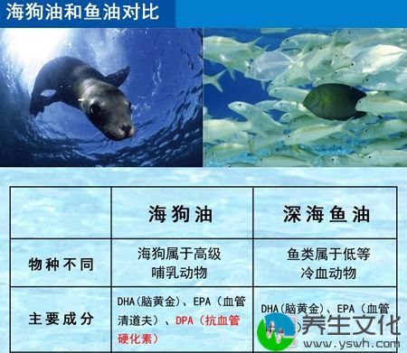 海狗油与鱼油对比