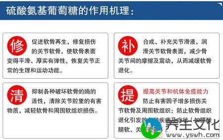 硫酸氨基葡萄糖的作用机理