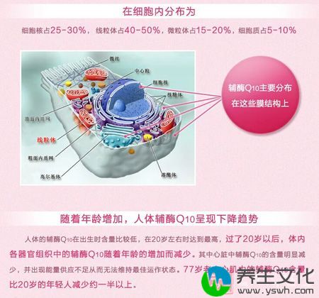 在细胞内分布情况