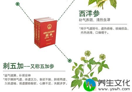 刺五加——又称物加参