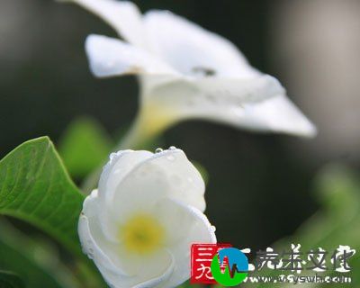 闲聊除忧 宋美龄106岁长寿秘方