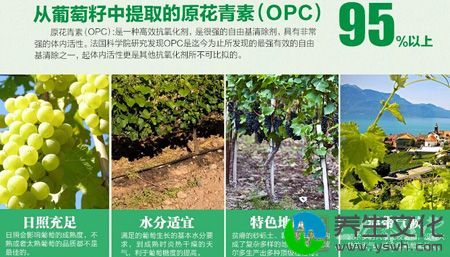 从葡萄籽中提取的原青花素(OPC)