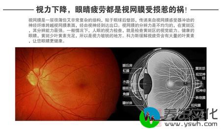 视力下降，眼睛疲劳都是视网膜受损惹的货