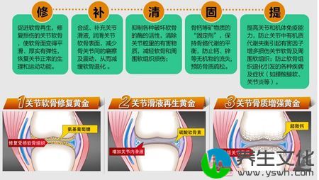 关节软骨修复黄金