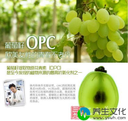 葡萄籽OPC，欧美女性的青春不老丹