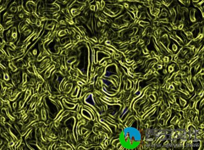 生殖系统感染有关的病原微生物有细菌、病毒、螺旋体