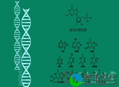 染色体检测可以提前预知生育染色体病后代的风险