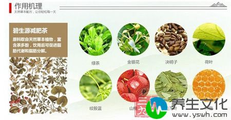 碧生源减肥茶作用机理