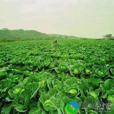 有机蔬菜被人们称为“纯而又纯”的食品