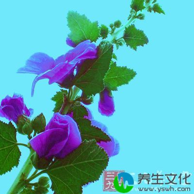 仙鹤草又叫脱力草、瓜香草、老牛筋和狼芽草