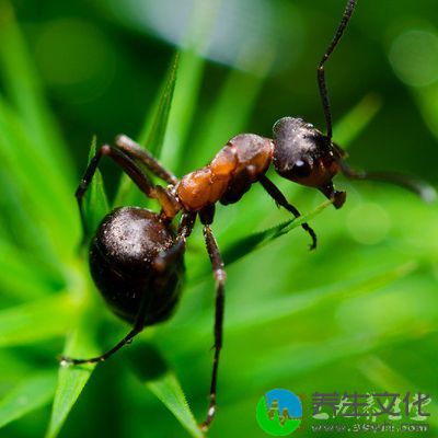 澳大利亚麦克利大学贝蒂教授做的霍乱菌实验和斑疹伤寒的实验，都表明蚂蚁有极强的自身免疫机能