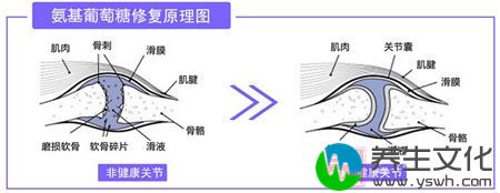 氨糖葡萄糖修复原理图