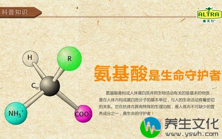 氨基酸是构成人体蛋白质并同生物活动有关的最基本的物质