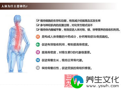 人体为什么要补钙