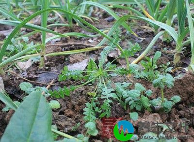 荠菜枯草汤鲜荠菜、夏枯草各50克，水煎2次，每次400毫升水