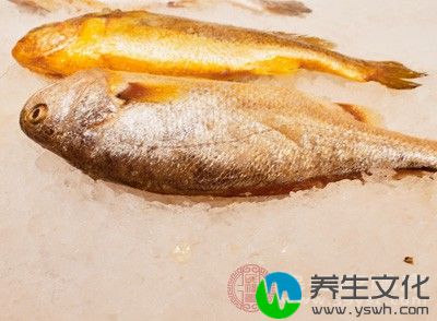 大黄鱼不能与中药荆芥同食;吃鱼前后忌喝茶;不宜与荞麦同食